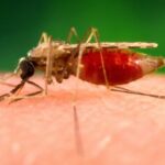 WORLD MALARIA DAY- Corona Overshadows Malaria Campaign