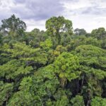 The State of Our Forests: A Call to Action